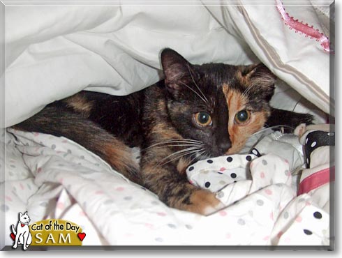 Sam, the Cat of the Day