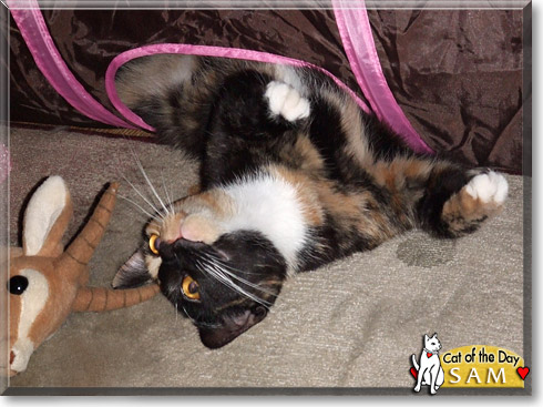 Sam, the Cat of the Day Sam, the Cat of the Day