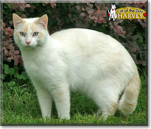 Harvey, the Cat of the Day