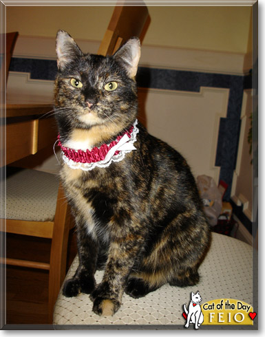 Feio, the Cat of the Day