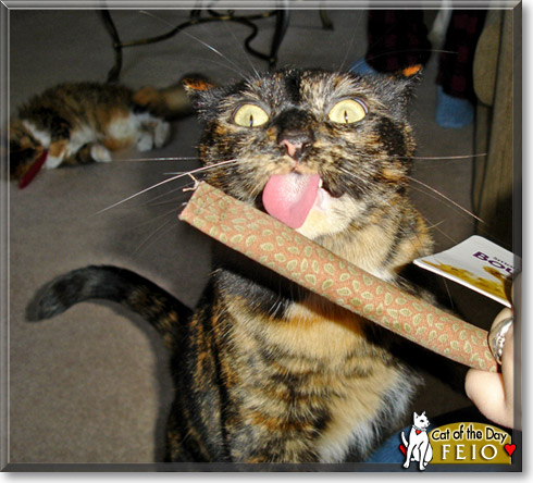 Feio, the Cat of the Day Feio, the Cat of the Day