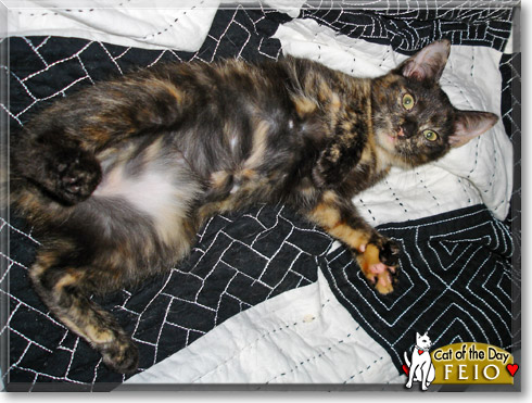 Feio, the Cat of the Day Feio, the Cat of the Day