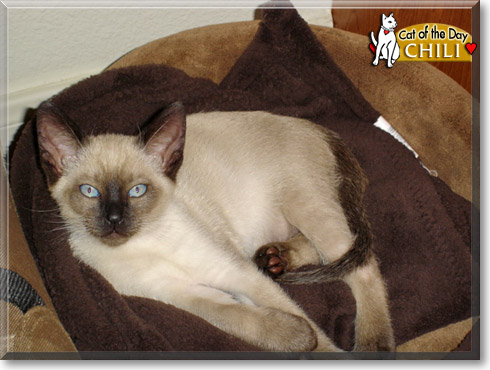 Chili, the Cat of the Day