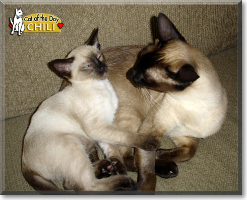 Chili, the Cat of the Day Chili, the Cat of the Day