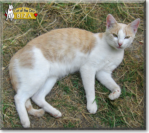 Biza, the Cat of the Day