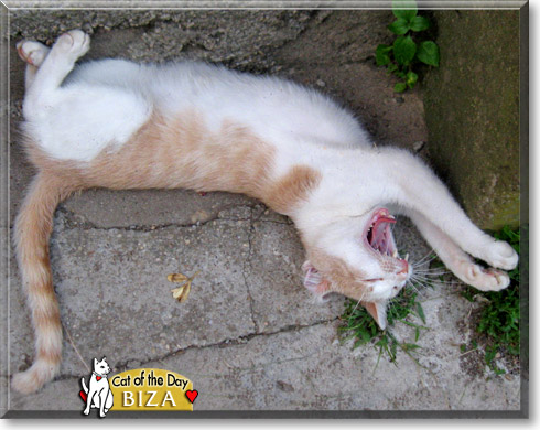 Biza, the Cat of the Day Biza, the Cat of the Day