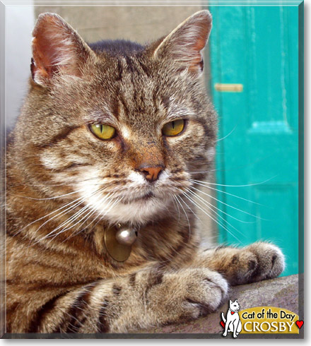 Crosby, the Cat of the Day