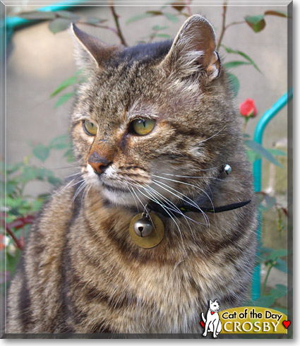 Crosby, the Cat of the Day Crosby, the Cat of the Day