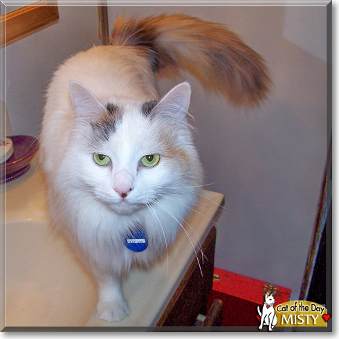 Misty, the Cat of the Day