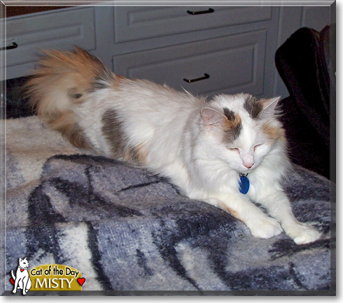 Misty, the Cat of the Day Misty, the Cat of the Day