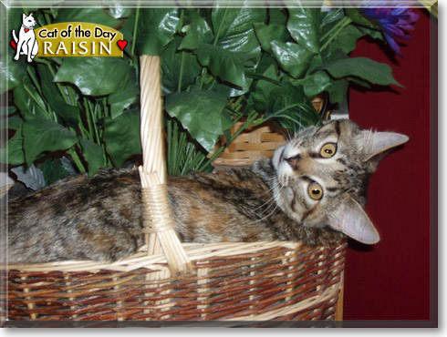 Raisin, the Cat of the Day