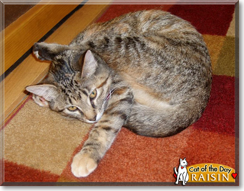 Raisin, the Cat of the Day Raisin, the Cat of the Day