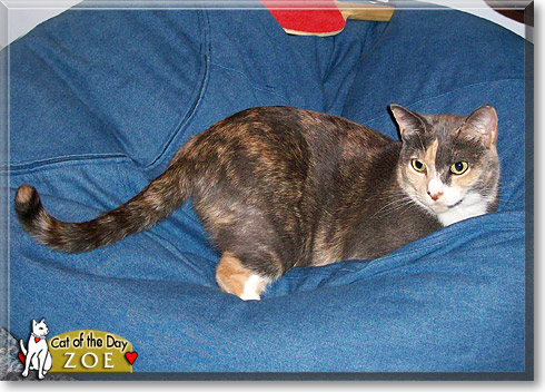 Zoe, the Cat of the Day