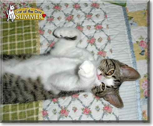 Summer, the Cat of the Day