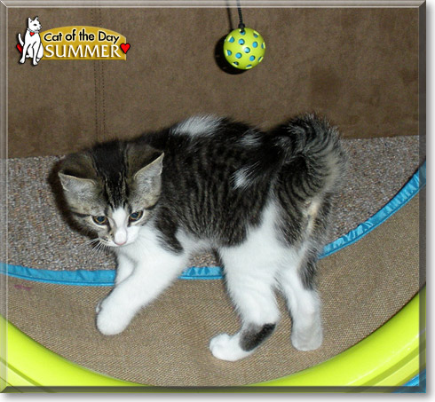 Summer, the Cat of the Day Summer, the Cat of the Day