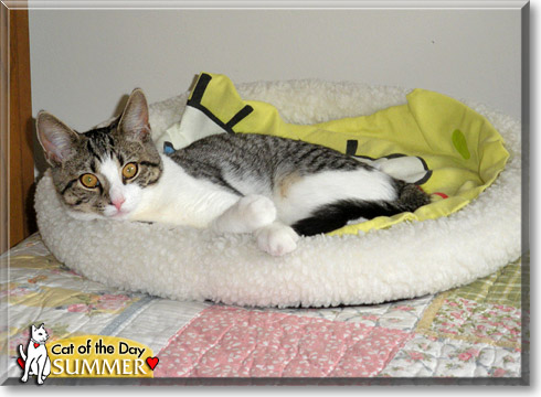 Summer, the Cat of the Day Summer, the Cat of the Day