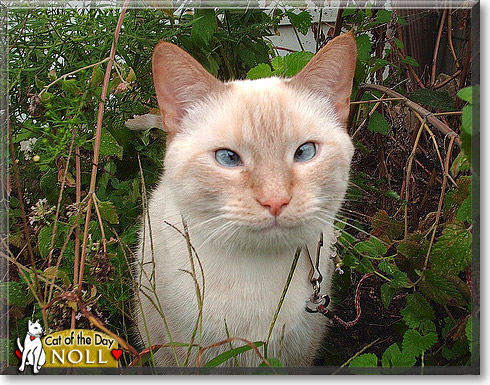 Noll, the Cat of the Day