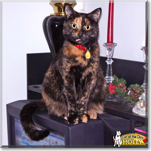 Holly, the Cat of the Day
