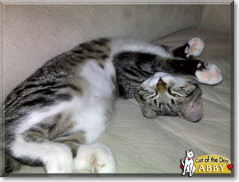 Abby, the Cat of the Day