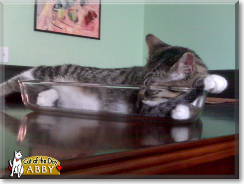 Abby, the Cat of the Day Abby, the Cat of the Day