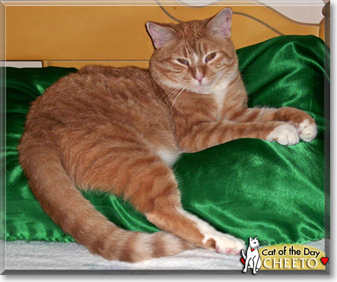 Cheeto, the Cat of the Day
