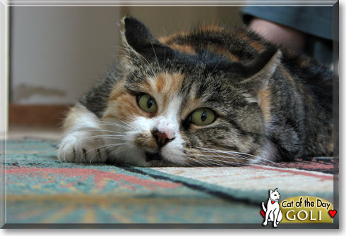 Goli, the Cat of the Day