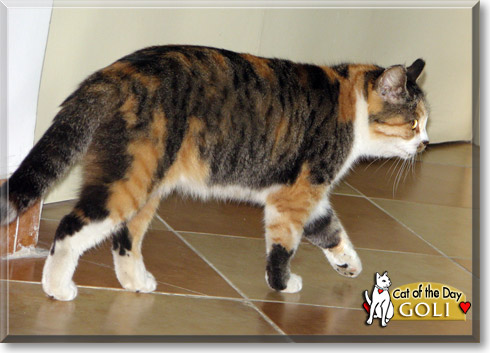 Goli, the Cat of the Day Goli, the Cat of the Day