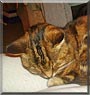 Tabby