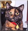 Holly