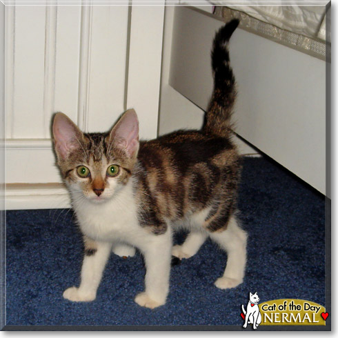 Nermal, the Cat of the Day