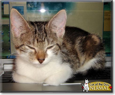 Nermal, the Cat of the Day