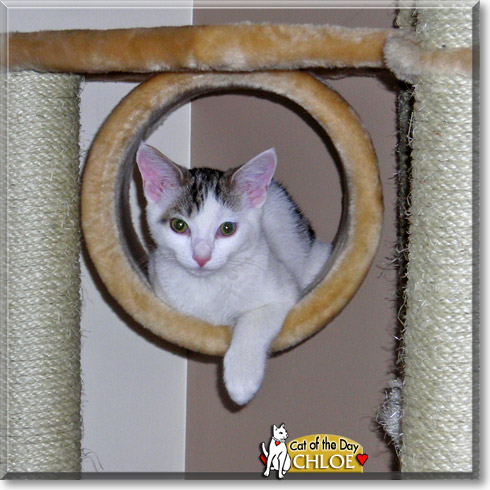 Chloe, the Cat of the Day