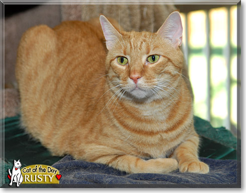 Rusty, the Cat of the Day