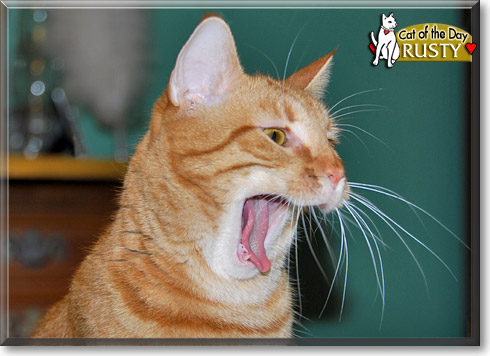 Rusty, the Cat of the Day Rusty, the Cat of the Day