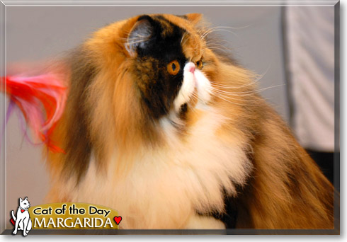 Margarida, the Cat of the Day