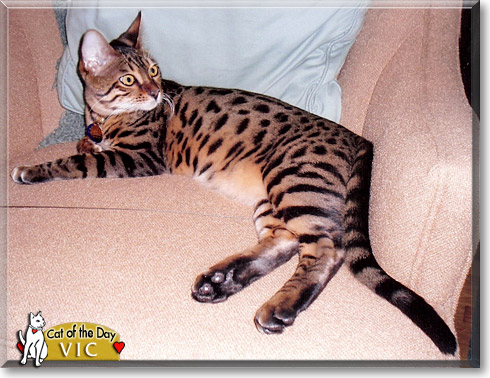 Vic, the Cat of the Day