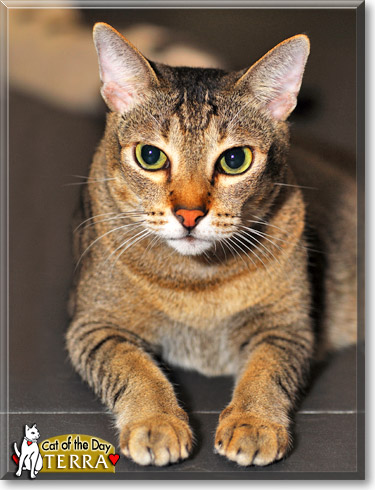 Terra, the Cat of the Day