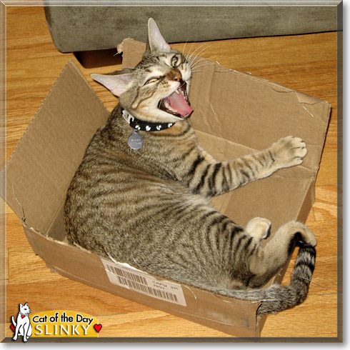 Slinky, the Cat of the Day