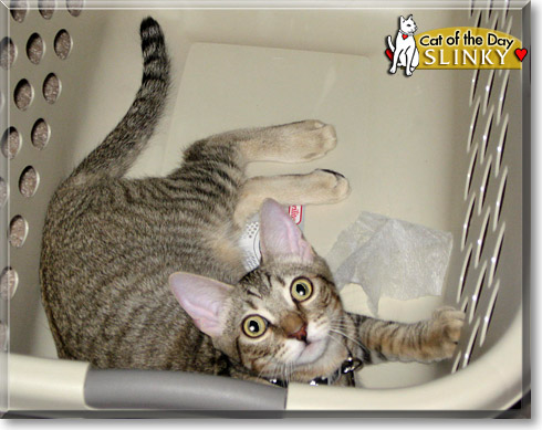 Slinky, the Cat of the Day Slinky, the Cat of the Day