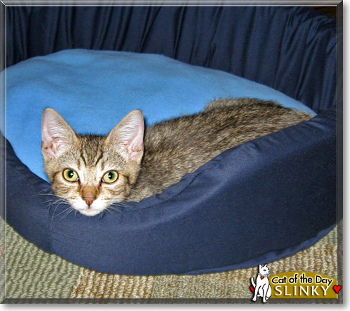 Slinky, the Cat of the Day Slinky, the Cat of the Day