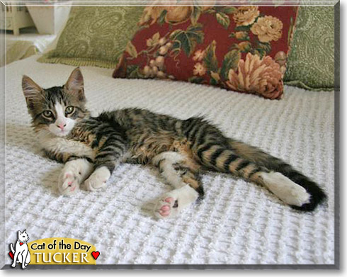 Tucker, the Cat of the Day