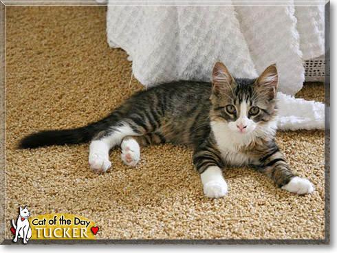 Tucker, the Cat of the Day Tucker, the Cat of the Day