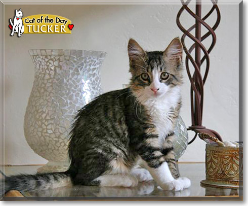 Tucker, the Cat of the Day Tucker, the Cat of the Day
