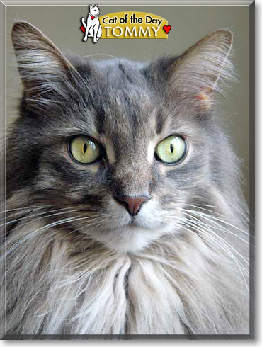Tommy, the Cat of the Day