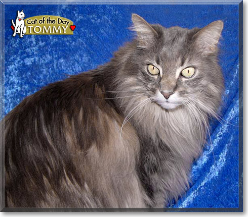 Tommy, the Cat of the Day Tommy, the Cat of the Day