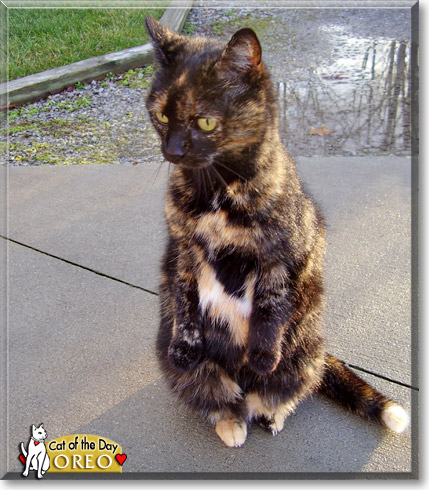 Oreo, the Cat of the Day
