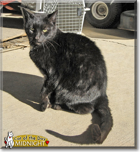 Midnight, the Cat of the Day