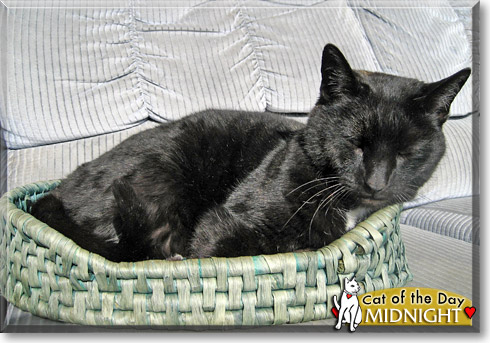 Midnight, the Cat of the Day