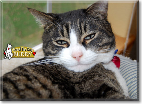 Buddy, the Cat of the Day