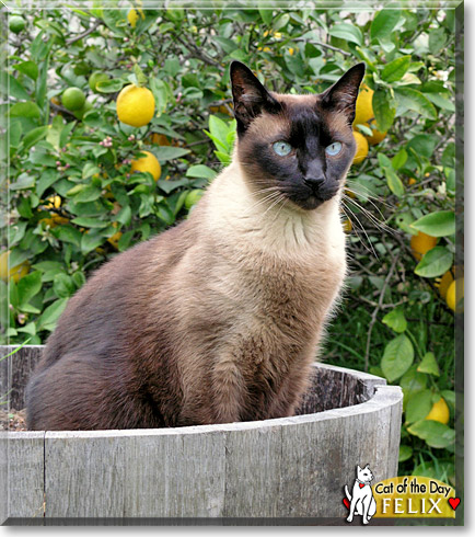 Felix, the Cat of the Day
